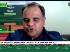 Empresa prevê aumento na colheita de tomate em 2021