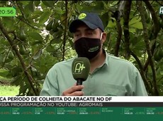 Começa período de colheita do abacate no DF