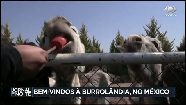 Santuário de burros chama a atenção no México Reprodução TV