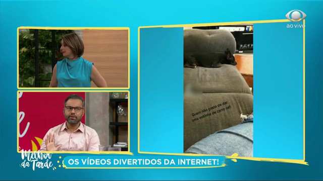 Os animais mais fofos da internet passando em sua tela Reprodução TV