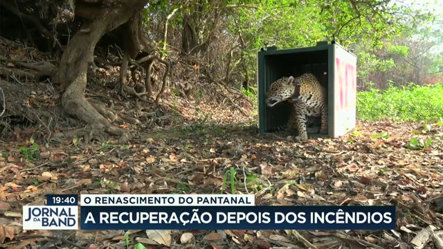 Renascimento do Pantanal: a recuperação depois dos incêndios Reprodução TV