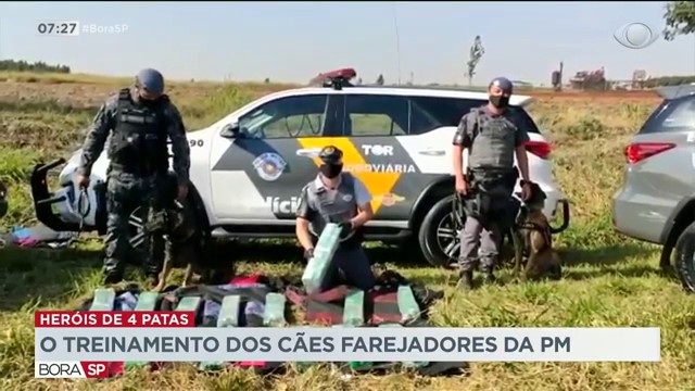 O treinamento dos cães farejadores da PM Reprodução TV