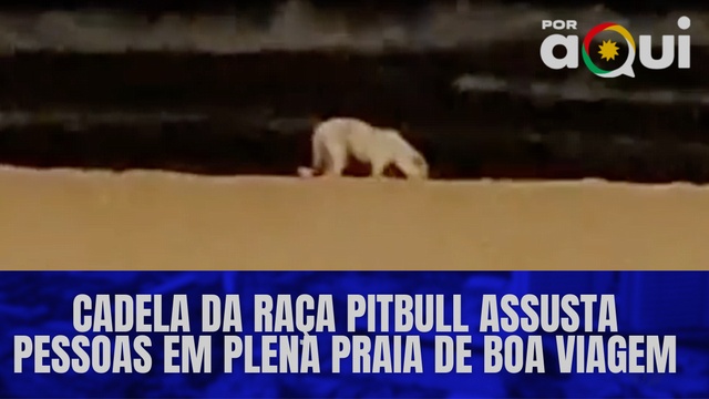 Cadela da raça Pitbull assusta pessoas em plena praia de Boa Viagem