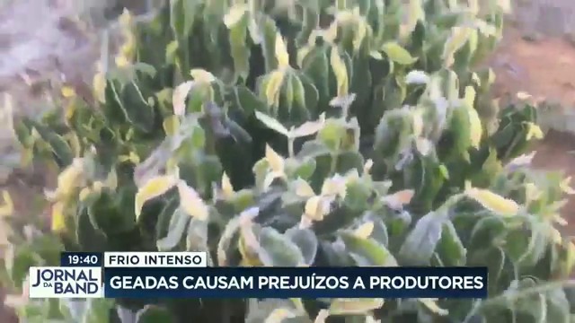 Frio intenso: geadas causam prejuízos a produtores rurais Reprodução TV