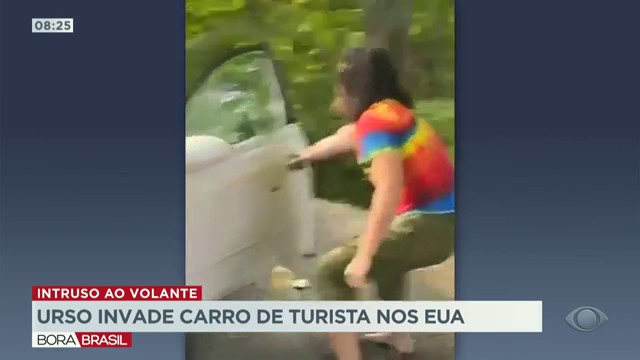 Urso invade carro de turista nos Estados Unidos Reprodução TV