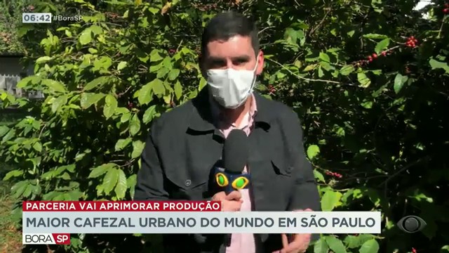 Maior cafezal urbano do mundo em São Paulo Reprodução TV