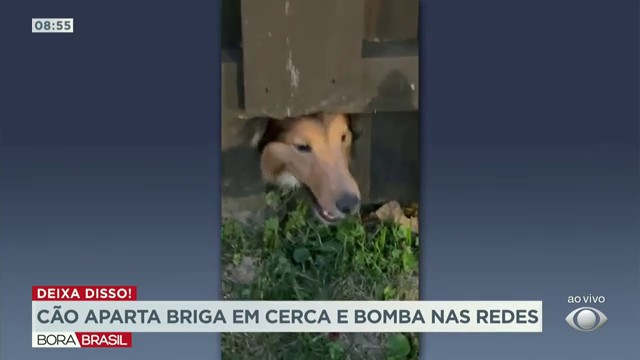 Cão aparta briga em carca e bomba nas redes sociais Reprodução TV