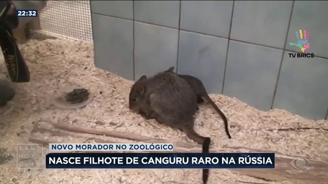 Nasce filhote de canguru raro na Rússia Reprodução TV