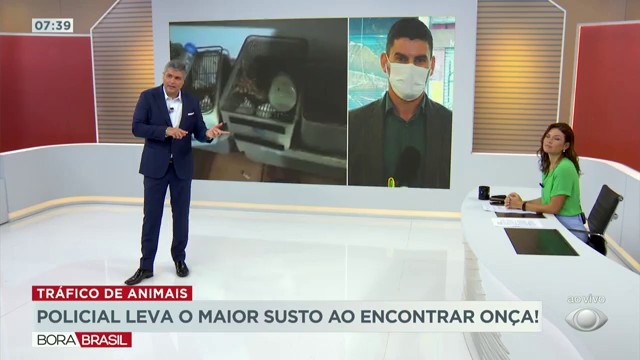 Policial leva susto ao encontrar onça dentro de casa em São Paulo Reprodução TV