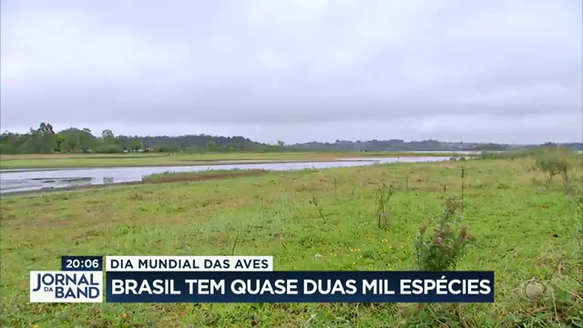 Brasil tem quase 2 mil espécies de aves Reprodução TV