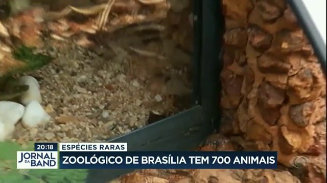 ZOO de Brasília Reprodução TV