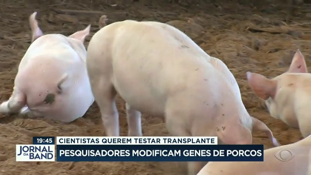 Pesquisadores modificam genes de porcos Reprodução TV