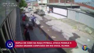 Idoso quebra duas vértebras após ataque de pitbulls em Olinda