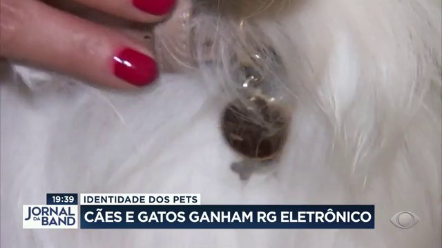 Cães e gatos ganham RG eletrônico Reprodução TV