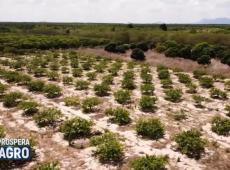 Prospera Agro | Melhoramento genético na produção de frutas no Ceará