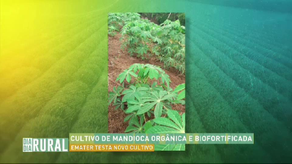 Cultivo De Mandioca Orgânica E Biofortificada | Vídeos Band