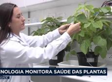 Agro: tecnologia monitora saúde das plantas