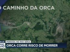 Orca se perde no Rio Sena e corre risco de morrer