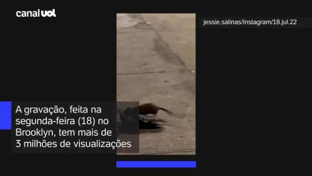 Vídeo chocante: rato gigante mata pomba após arrastá-la para