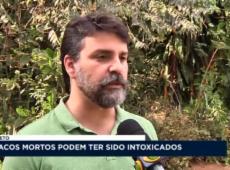 Macacos mortos podem ter sidos intoxicados em Rio Preto