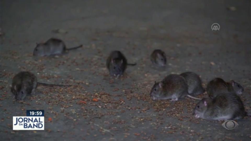 Infestação de ratos piora em Nova York 