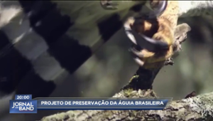 Projeto em Salvador tenta preservar o gavião-real