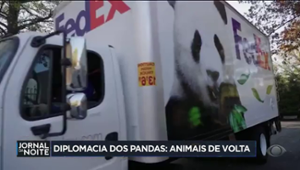 Zoológico nos EUA pode receber pandas da China