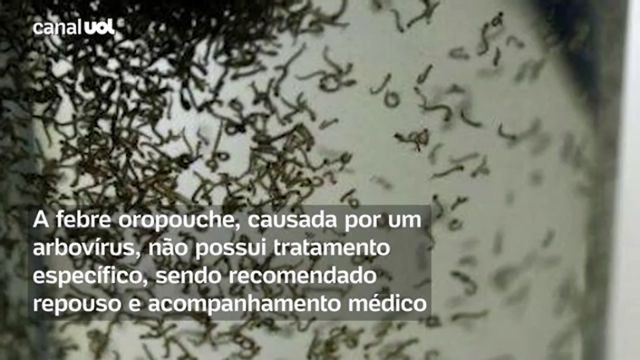 Febre Oropouche: Rio de Janeiro registra o primeiro caso da doença; entenda os sintomas e tratamento