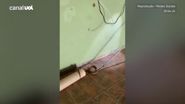 Cobra é flagrada 'escondida' dentro de banheiro de abrigo em Goiás; vídeo mostra momento do resgate