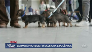 Lei alemã pode levar cães da raça “salsicha” à extinção, dizem criadores