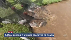Brasil é o 4º maior produtor de tilápia do mundo