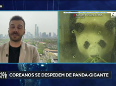 Panda-gigante nascida na Coreia é devolvida para China