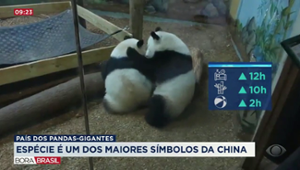 Pandas-gigantes: um dos maiores símbolos da China