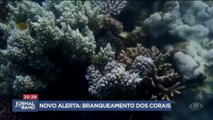 Aumento das temperaturas dos oceanos prejudica recifes de corais