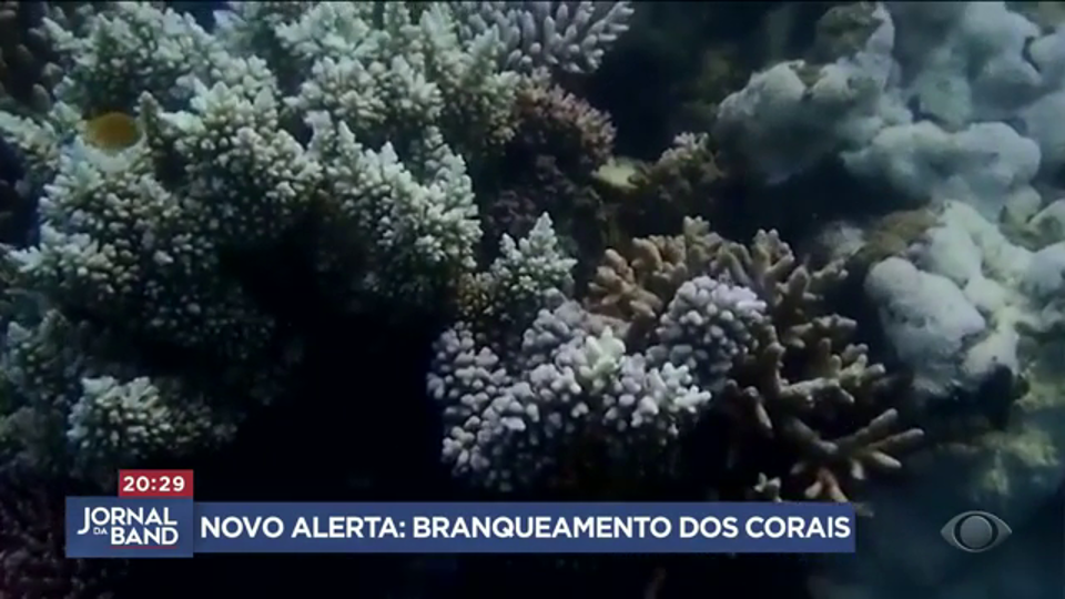 Aumento das temperaturas dos oceanos prejudica recifes de corais