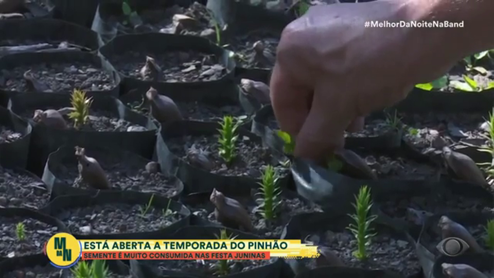 Paraná dá início a temporada de colheita do pinhão