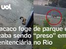 Macaco foge de parque e se 'entrega' em presídio no Rio de Janeiro; vídeo f
