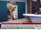 Cachorro morre após falha no transporte aéreo da Gol