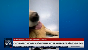 Cão morre após falha operacional em voo da Gol; pet foi para destino errado
