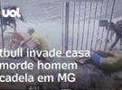 Pitbull invade casa e morde homem e cadela em Minas Gerais; vídeo flagra mo