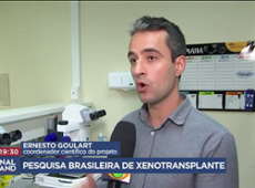 Brasil avança em pesquisas de xenotransplante