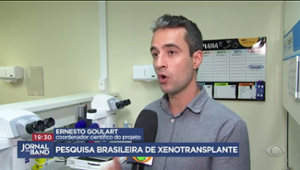 Brasil avança em pesquisas de xenotransplante