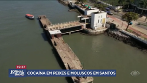 Pesquisa aponta presença de cocaína em peixes em Santos (SP)