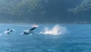Turistas registram encontro com golfinhos em Ilhabela, no Litoral de SP