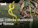 Cobras Cipó fazem duelo por fêmea em parque no Rio; veja vídeo raro