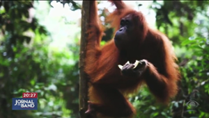 Orangotangos sabem se medicar com plantas e ervas