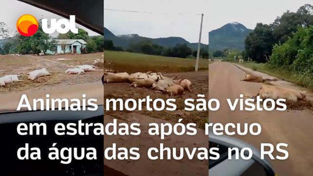 Rio Grande do Sul: Animais são encontrados mortos nas estradas após o recuo das águas das enchentes