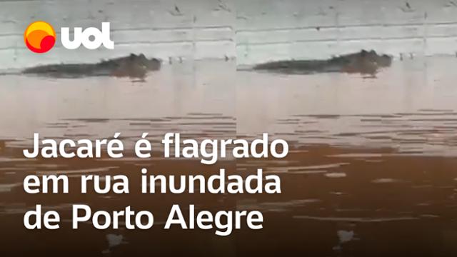 Inundação no Rio Grande do Sul: Jacaré é flagrado em rua de Porto Alegre; veja vídeo