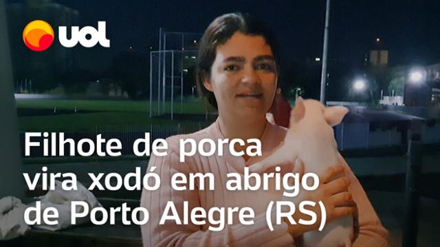 Enchentes no RS: Filhote de porca vira xodó em abrigo de Porto Alegre: 'Trato como filha'