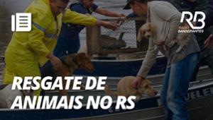 Como está o resgate de animais no Rio Grande do Sul?